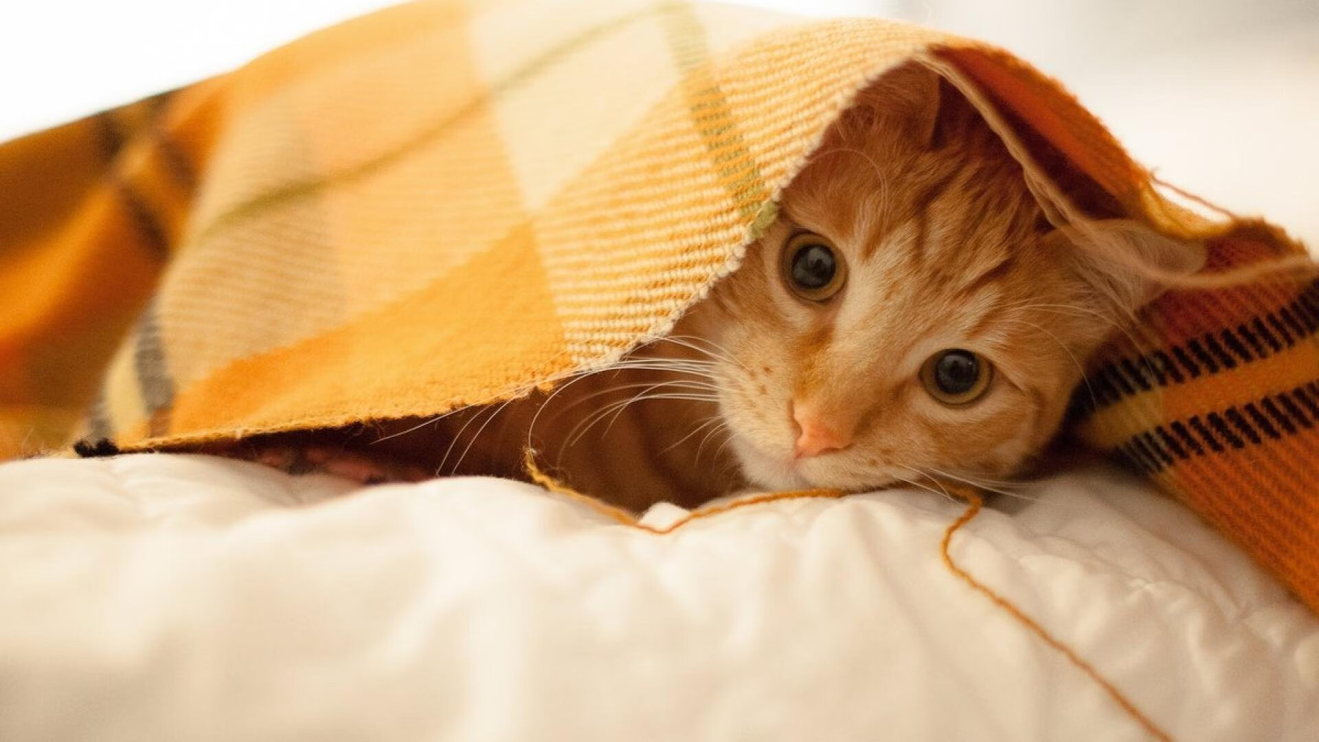 “西甲传奇对决：老将再现巅峰，点燃赛场激情”，西甲传奇球员